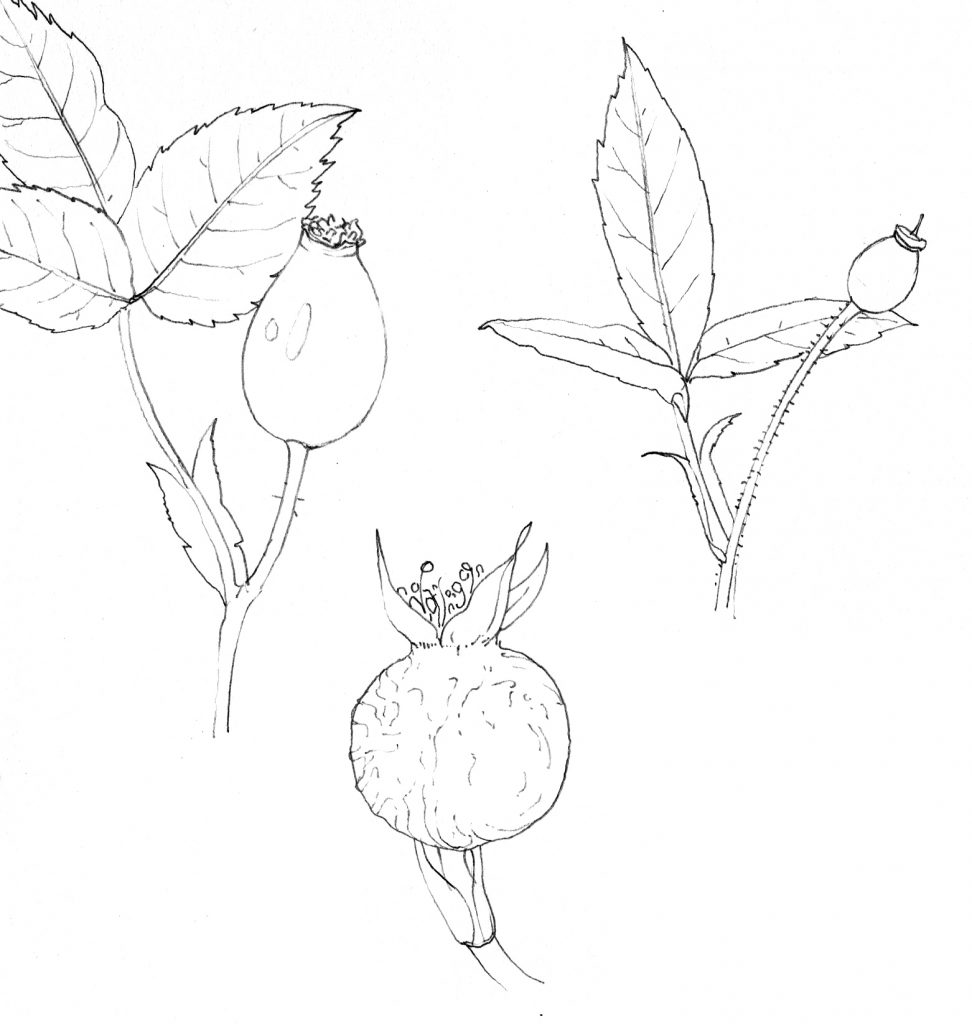 Online coloring book: Coloring book ripening delicious wild rose